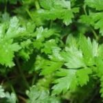 صورة المنتج السابقة