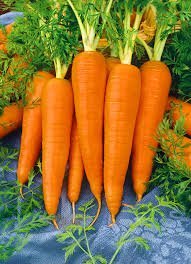 CARROTES-جزر