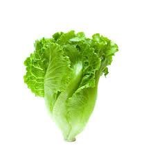LETTUCE