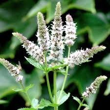 Menthe pouliot-fliyo